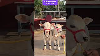 friendly Nadipathy Cows #viral #shorts #yt #reels #abudabi #usa #canada #uae #dubai #oman #qatar