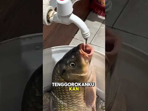 ikan minum air keran😂!!!!