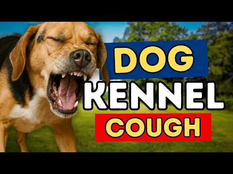 Kennel Cough In Dogs