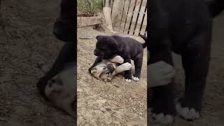 İki Kardeş ❤️❤️❤️ #Kangal #Puppy 🔥🔥🔥