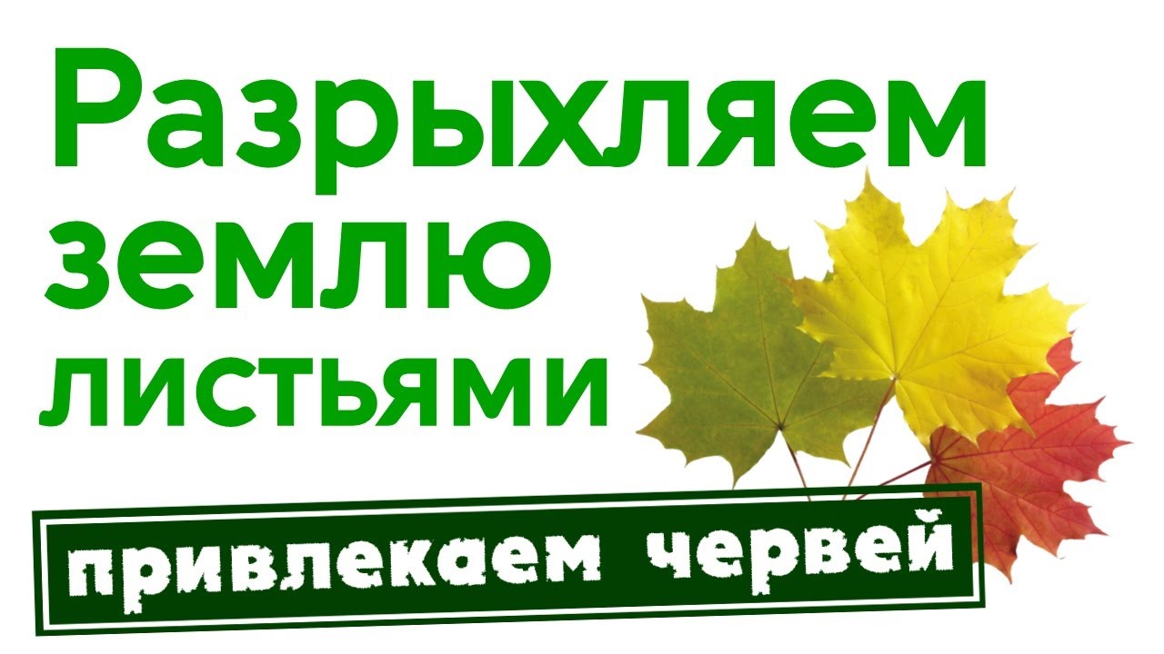 Как разрыхлить грядки осенью. Привлекаем червей