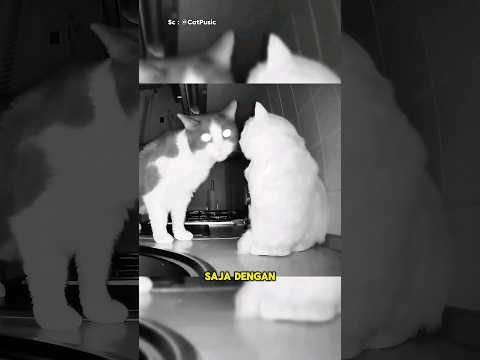 Yang Kucing Lakukan di Tengah Malam🐱