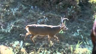 18_Devils Tower Whitetail (Kevin Kostka)