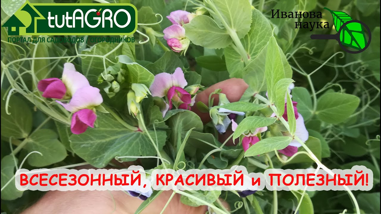 В 100 раз лучше навоза! Очень вкусное и полезное удобрение! Летний сидерат.