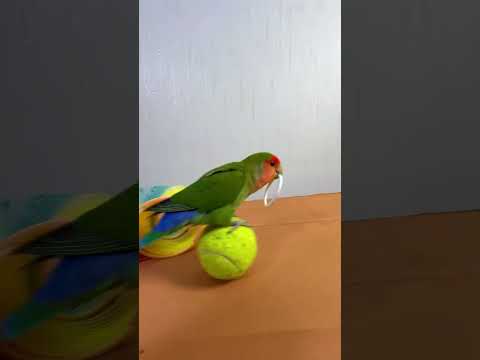 Bird Training : Smart lovebird Parrot | Smart Little Cute Parrot #training #smartparrot #cute