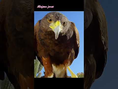 eagle vs mouse guys #highlights #please #subscribe