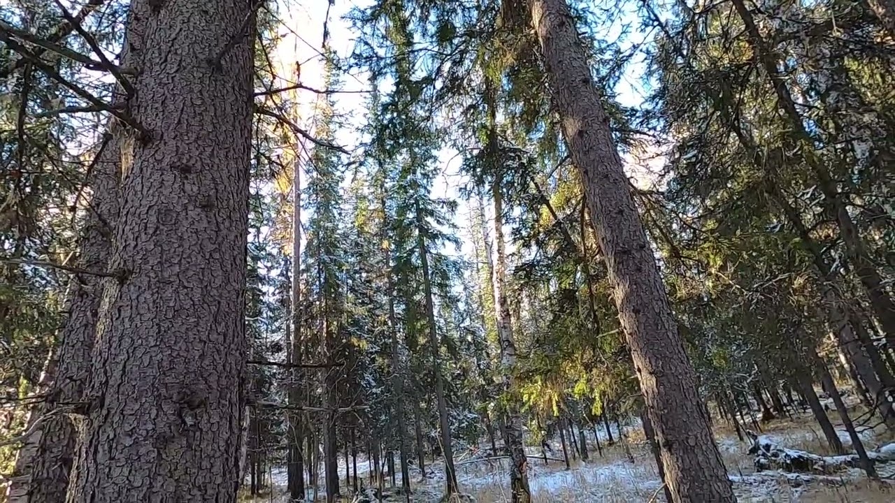 Осенняя тайга! Охота на рябчика
