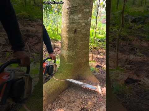 tree cutting trick that looks like animal legs#lumberjack#shorts#cuttingwood