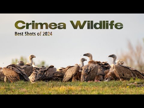 Crimea Wildlife. Showreel 2024 (subtitles)