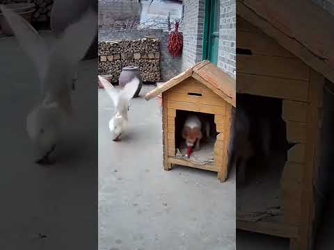 Dog: Good Thing I Ran Fast! ๐ถ๐จ