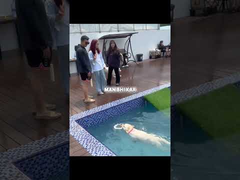 Dog Went Swimming Pool For The 1st Time😅