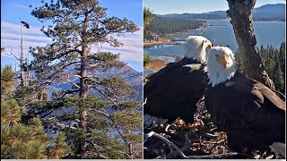 A JUVENILE EAGLE FLYBY & LANDING!  💖 Jackie & Shadow Add 6 Sticks!  🌿 Big Bear FOBBVCAM 1.11.26