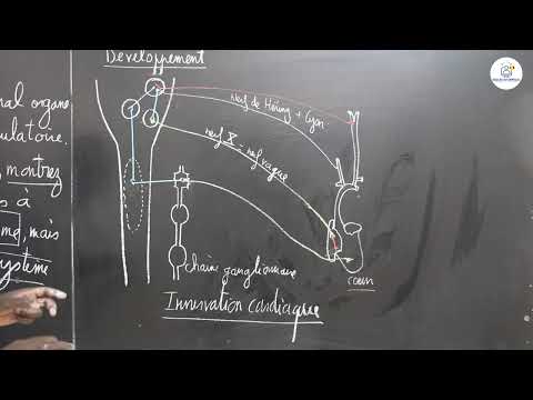 Exercices - Terminale S2 - SVT: Travaux Dirigés / L'activité Cardiaque / Suite / M. Gnasse