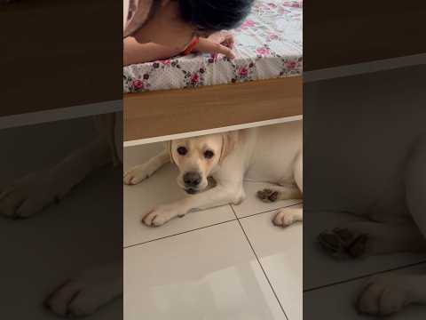 Kya apka dog bi aise hi natak krta h nhane ke liye... #labrador #pawsome #doglover #pawlove #funny