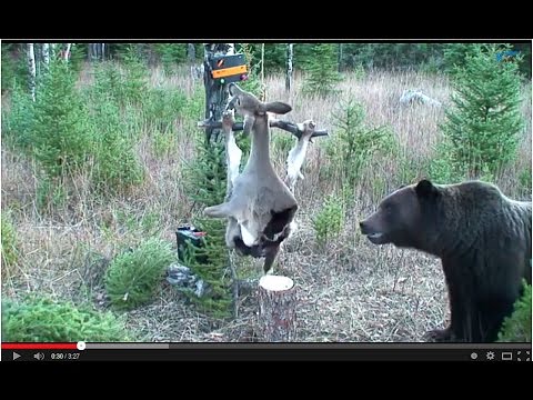 Bear Vs. Weird And Unnecessary Experiment: Can This Mensa-Level Bear Beat This Electrified Deer Carcass??