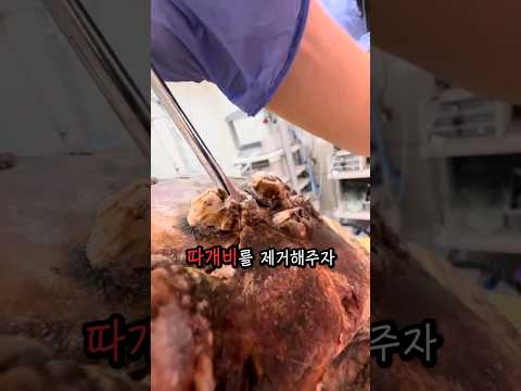 거북이에게 선행을 베풀었더니ㄷㄷ