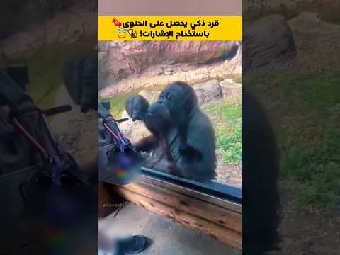 قرد ذكي يحصل على الحلوى باستخدام الإشارات!😇🐒