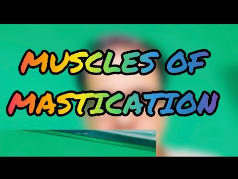 ANATOMY VIDEO SHOTS: Muscles of Mastication