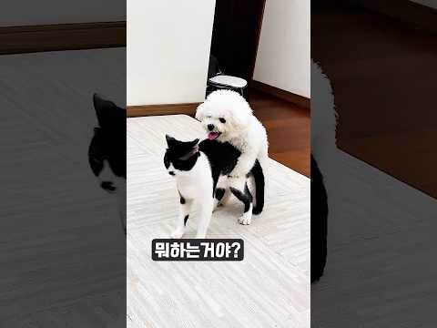 ๋น์๊ณผ ๋ฅ์ด์ ํ์ฐฎ์ ์ผ์~ The Ordinary Daily Life of a Bichon and a Cat