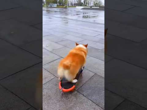 Cachorro fofo ❤️