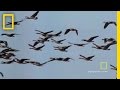 Canada Geese Behavior and Characteristics