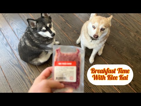 How Copper and Skye react to breakfast time!