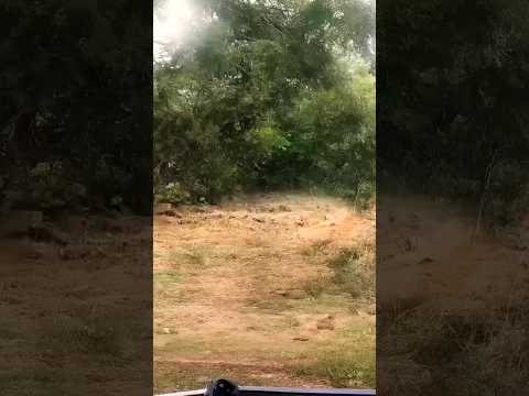 a tiger stalks and attacks a wild boar. 🐯🐗 #shorts