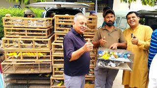 Birds Market Lalukhet Sunday Jaal Update 3-8-25 Sohail Ahmed TV