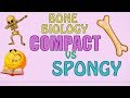 Bone Tissue and Structure Concepts
