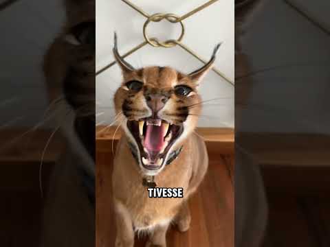 O GATO de 80 MIL REAIS que VIVE no puro ÓDIO