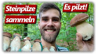 Steinpilz Wahnsinn im August 2025 nicht verpassen! | Es pilzt wieder im Wald