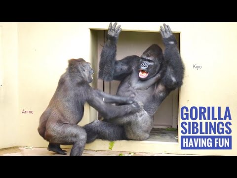 Hilarious Gorillas playing hard, then Dad stopped them | Nene | The Shabani’s Group