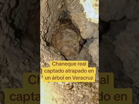 Nunca había visto uno tan real, lo que hace la IA está de miedo 😨 #paranormal #miedo #fear #omg
