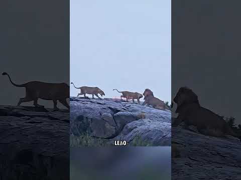 O jovem leão enfrentou o intruso #curiosidadesanimais #animais #animaisselvagens