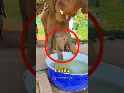 Olha o que esse bebê elefante faz quando vê água! 🥹 (@elephantrescue2015cnx)