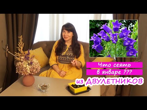 Двулетние цветы - что посеять в ЯНВАРЕ -? Мальва, колокольчик, виола, гвоздика, наперстянка, мак