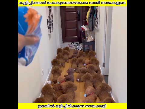 ബൊമ്മകളുടെ ഇടയിൽ ഒളിച്ചിരിക്കുന്ന നായക്കുട്ടി | Ashik Uncovered | #shorts