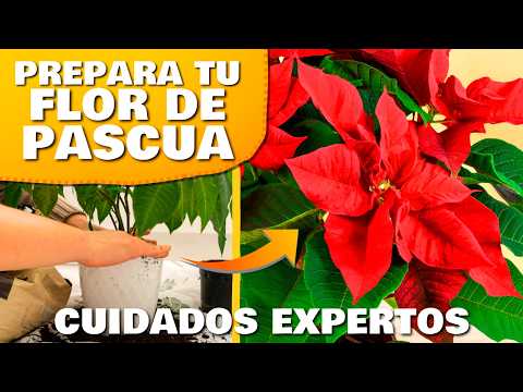 Los SECRETOS y CUIDADOS de la FLOR de PASCUA o POINSETTIA para que DURE TODO el AÑO