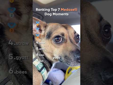 Top 7 Medazelli Funniest Dog Moments