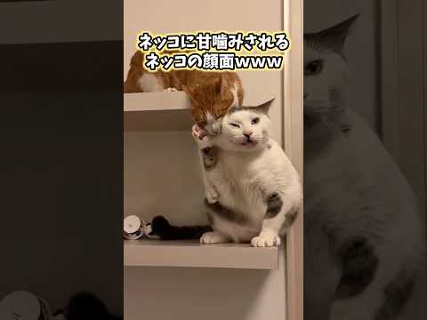 絶対ニヤける猫映像5選www #猫 #猫のいる暮らし #猫動画 #ねこ #可愛い #かわいい #癒し #ペット #動物 #2ch #shorts