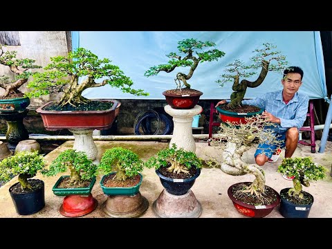 VĂN AN 21/7 chào bán bonsai để bàn | Mai Chiếu Thủy, Linh Sam, Đơn Đỏ, Me Ngọt, Nguyệt Quế, Vú Sữa