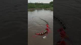 Banded Krait Snake Rescue #shortsvideo #youtubeshorts #trending