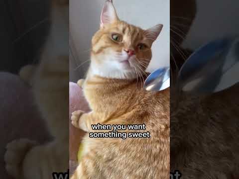 бедни #cat #funny #pets #catlover #kitten #pet #food #animal #cats #юмор