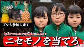 【ブタの鼻で判別？】ブタと協力して本物と偽物を当てる真剣勝負！ブタの鼻はマジですごい？