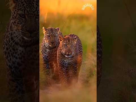 Witness the Power of the Wild ๐ณ #wildlife #animals #nature #shorts