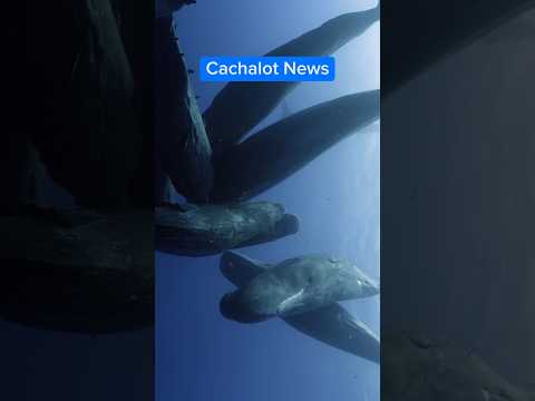 Cachalot News ! 🐳 La naissance d'un cachalot a été filmée pour la toute première fois