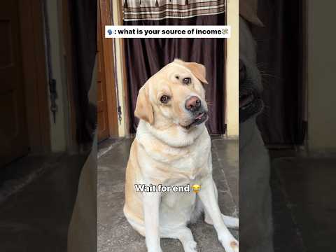 Pehla tu duja tu 😂 || labra rubi || #shorts #youtubeshorts #labrador #dog #funny #memes #viralshort