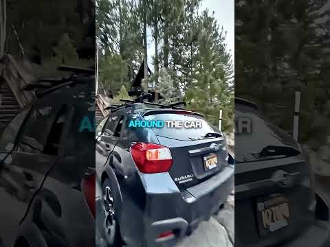 California is NOT for the WEAK ๐ฑ #shorts