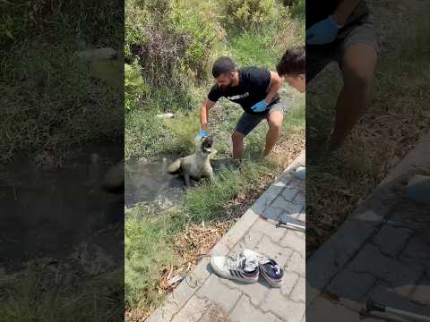 How We Helped This Dog Walk Again. Please become a member to support us
