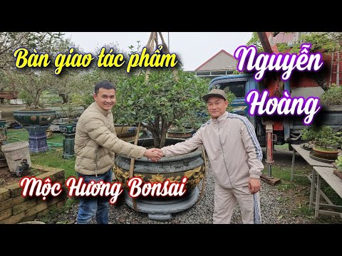 SH.10066. N...ổ. Cây Mộc Hương Bonsai tại vườn Nguyễn Hoàng Phúc Thọ Hà Nội.